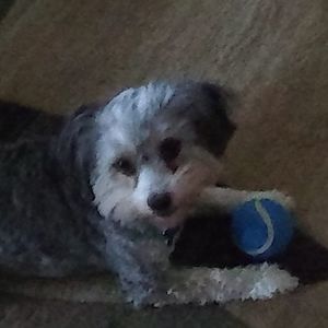 Meet your Posher, Barbara